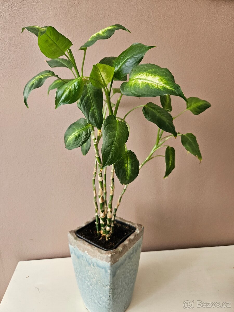 Difenbachie compacta - 2