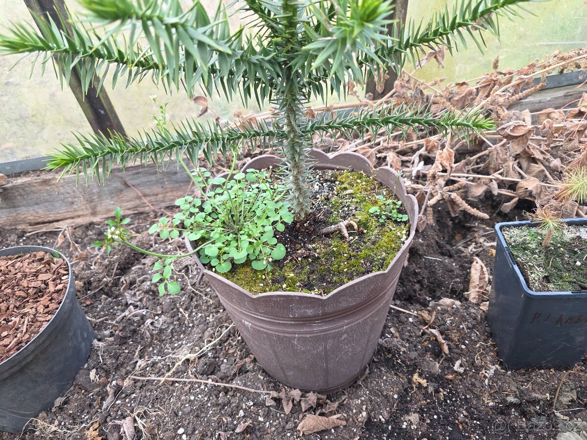 Blahočet Čilský - 2