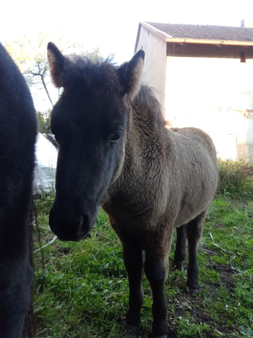 Pony hřebeček - 2