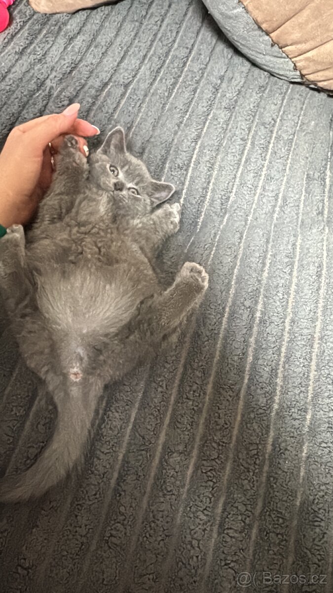 Britská koťata - 2