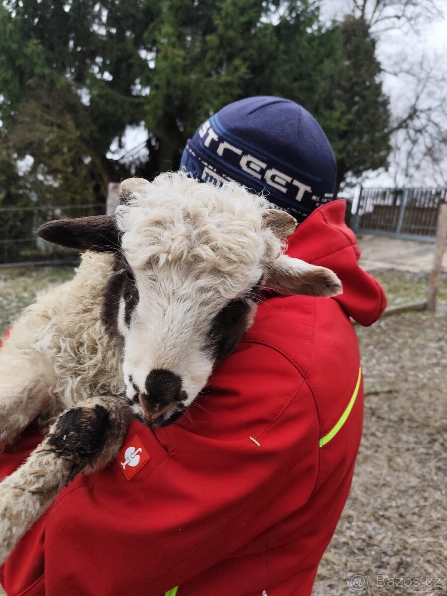 Prodám či vyměním walliserského beránka - 2