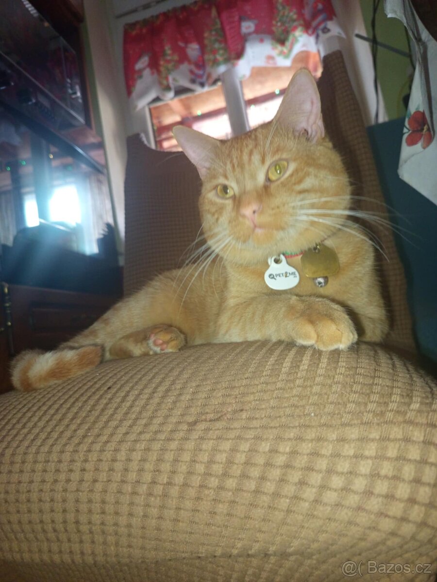 Daruji kocoura rocniho - 2