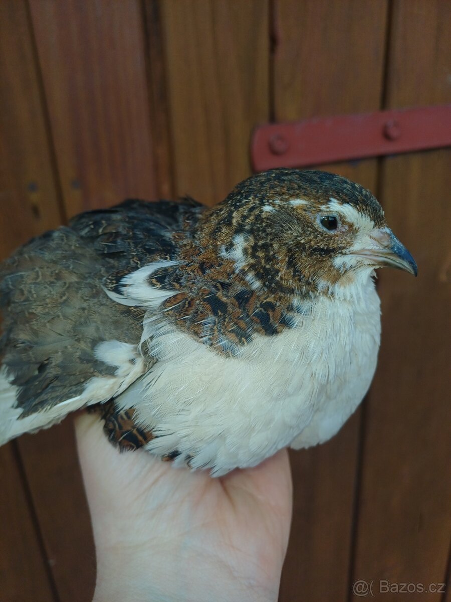 Křepelčí vajička - 2