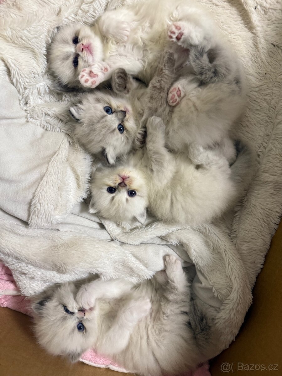 Perská činčila koťátka - 2