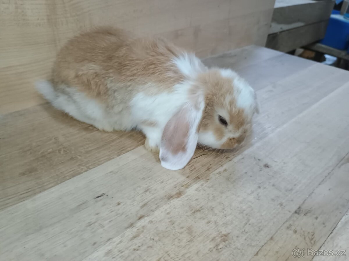 Berani zakrslý kraliček - 2