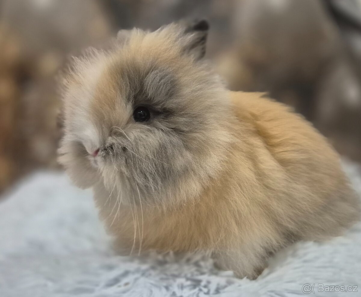 Zakryla králík teddy - 2