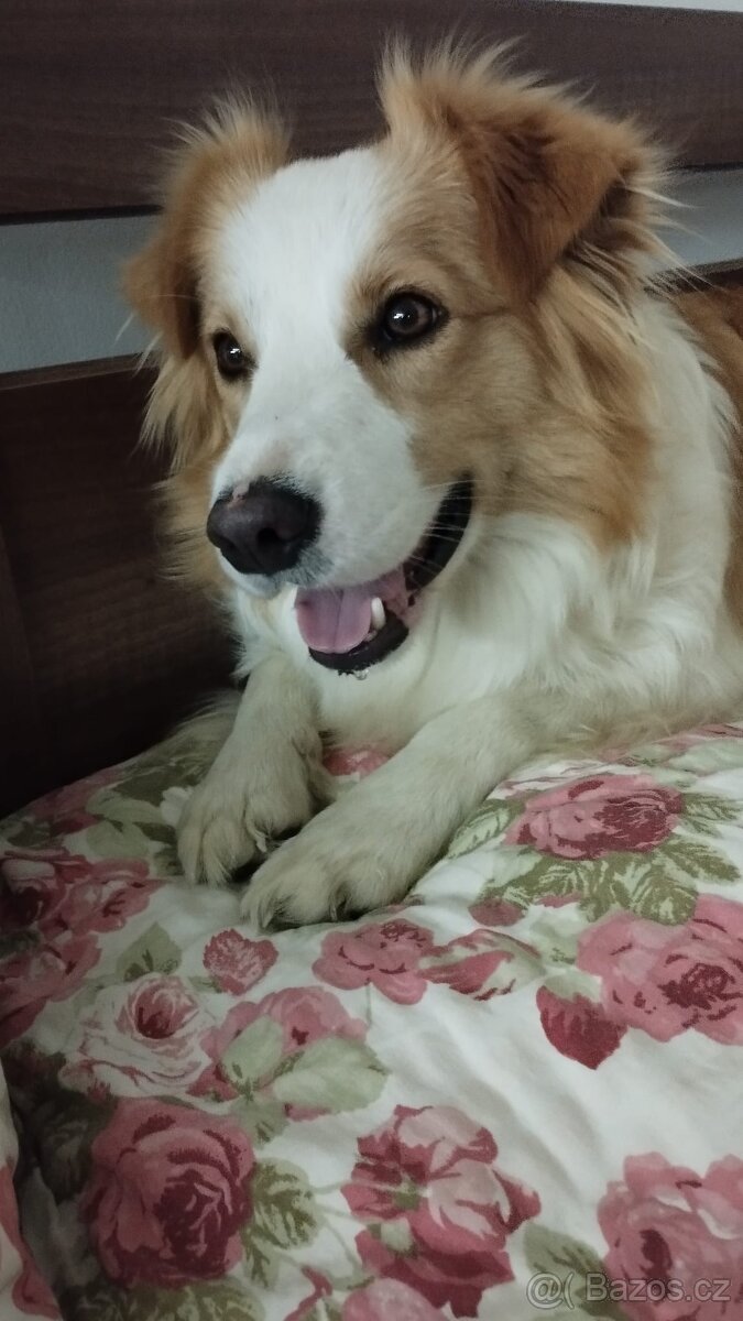 border kolie krytí - 2