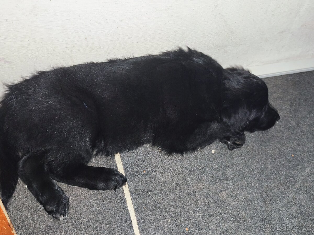 3 štěňata na prodej - 2