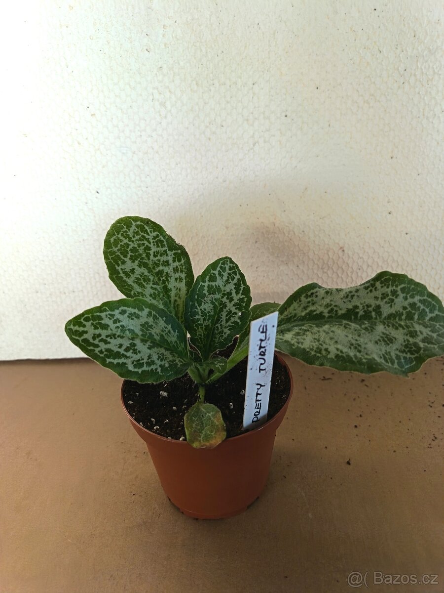 Streptocarpus Pretty Turtle. - 2