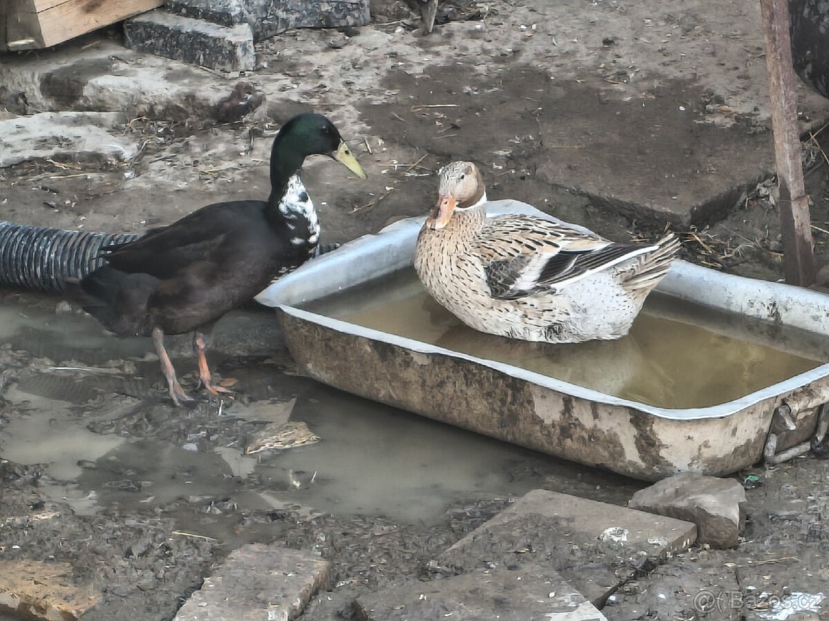 Pára kačen- indický běžec - 2