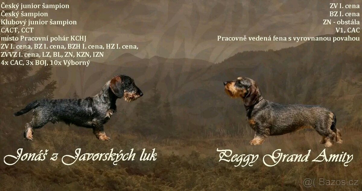 Jezevčík drsnosrstý s PP stěně - 2