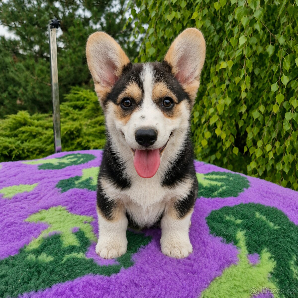 Welsh Corgi Pembroke s pp - 2