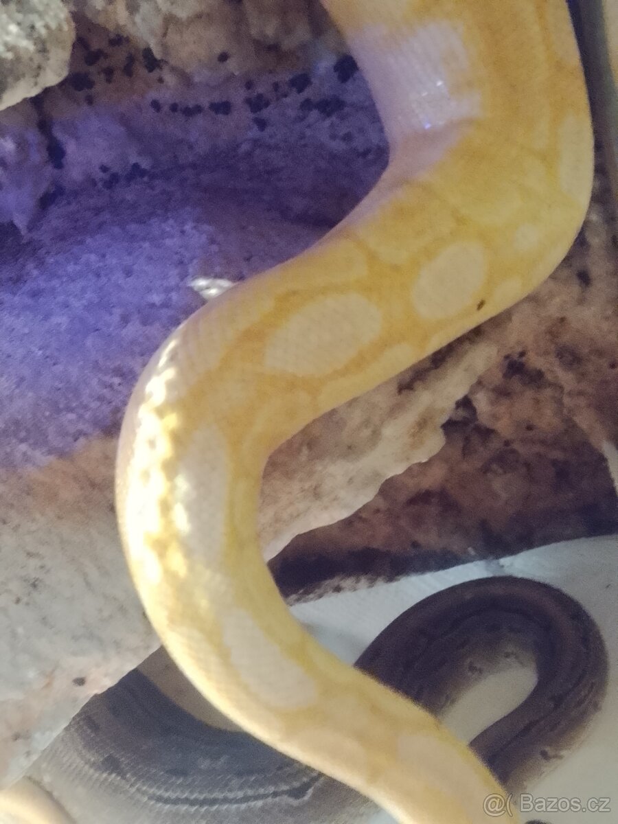 Krajta královská - 2