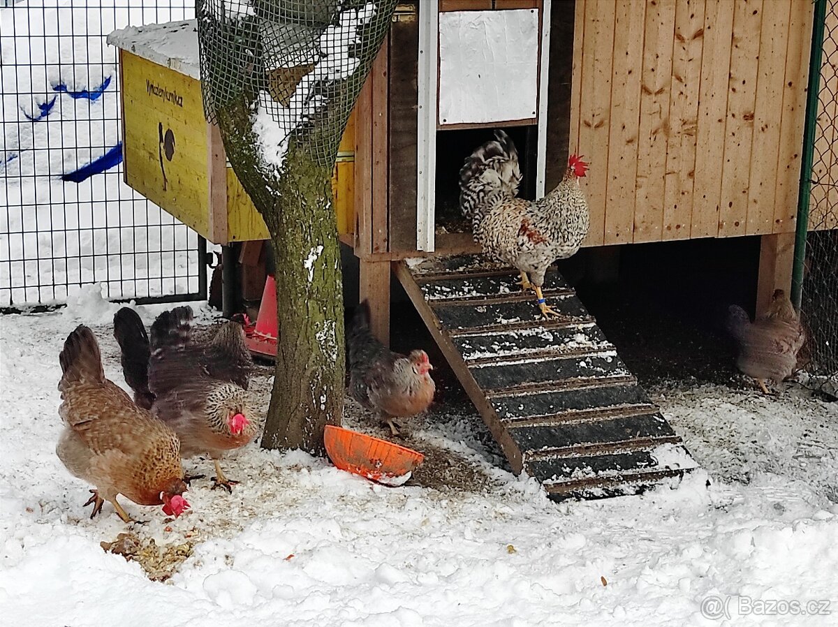 Násadová vejce a kuřata Cream Legbar - 2