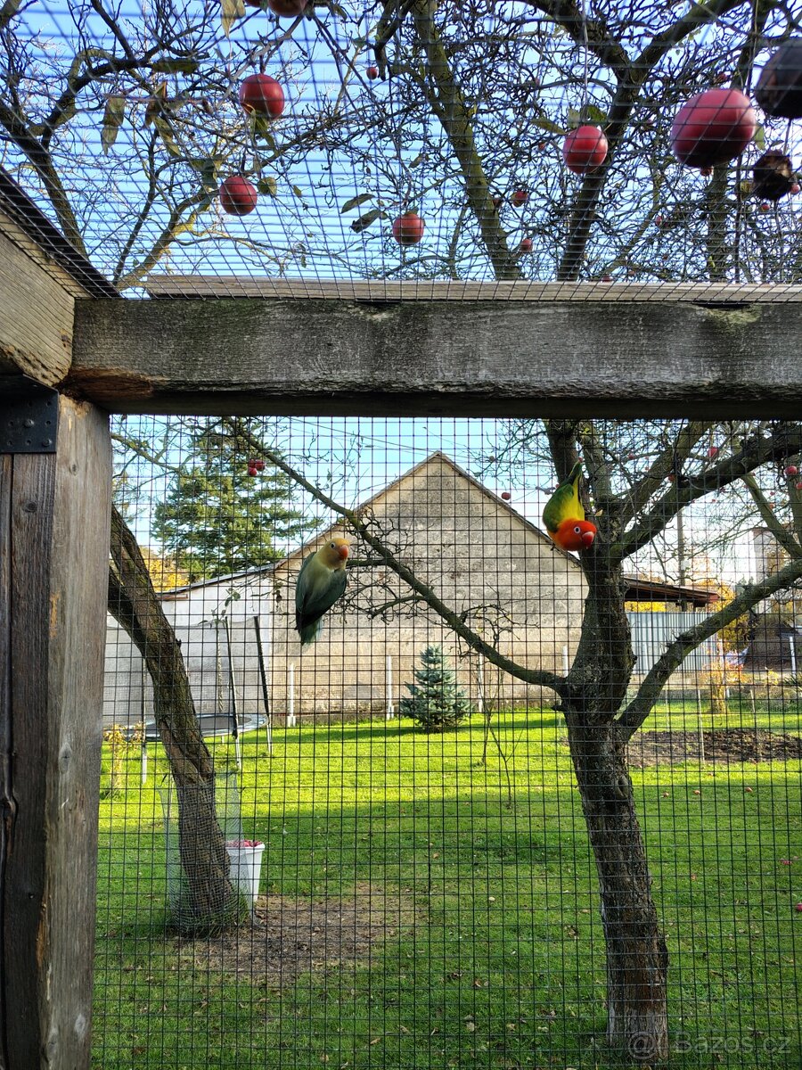 Agapornis fischeri - 2