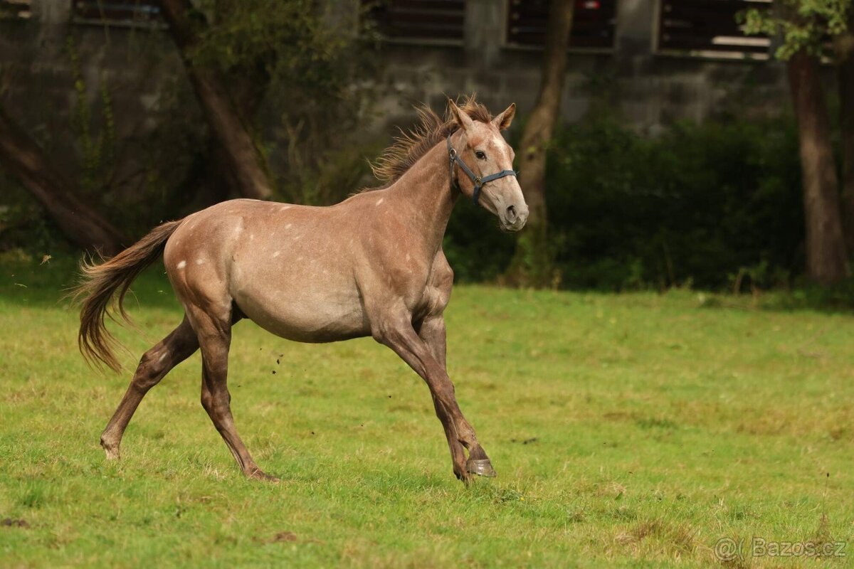 Prodám valacha CS, - 2