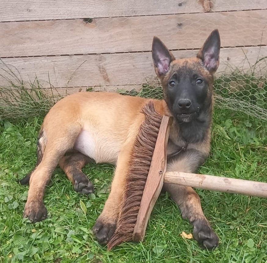 Belgický ovčák MALINOIS št. fenka s PP /Vysočina odběr ihned - 2