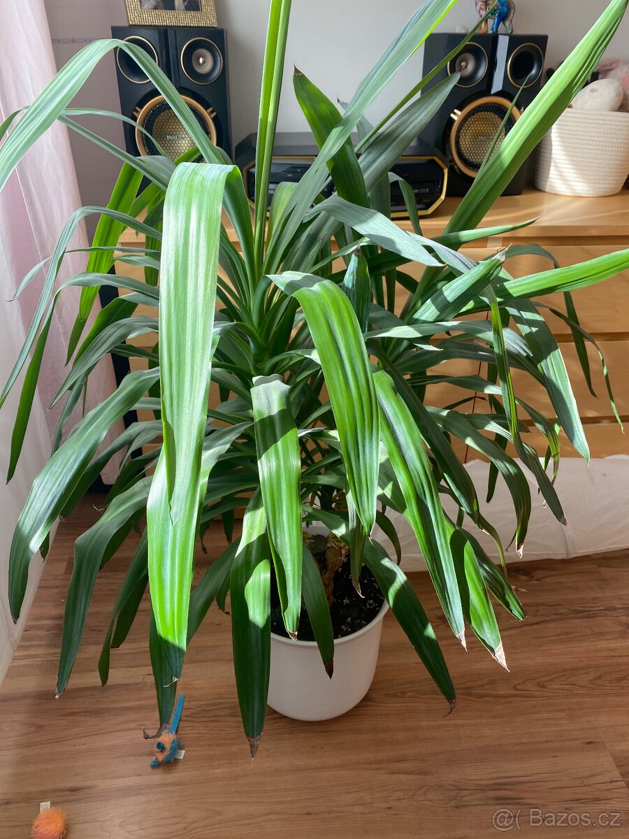 Květiny, palmy - Cikas a yukka - 2