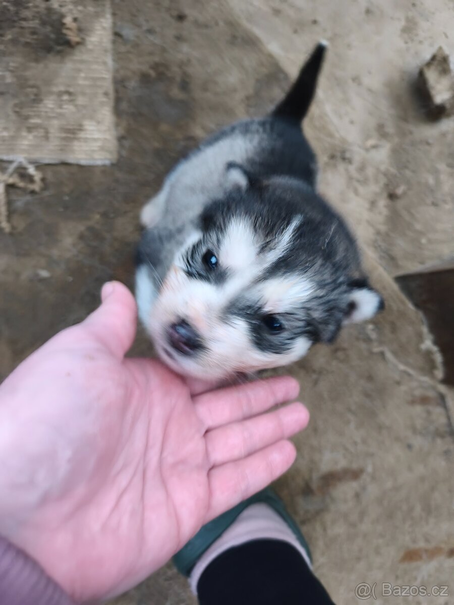 Šteniatka Aljašský malamut - 2