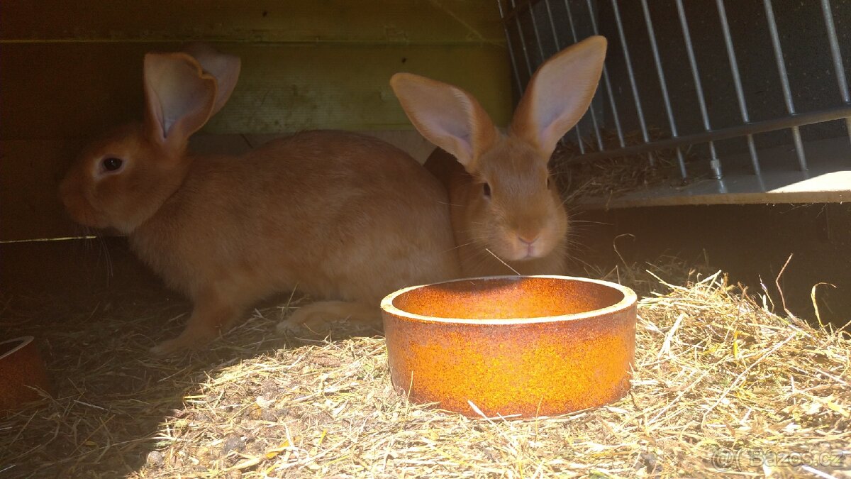 Burgundský králík - 2