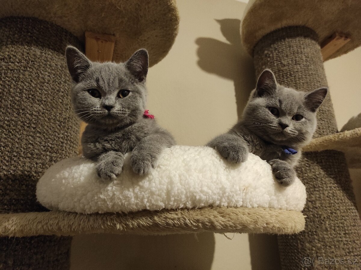Britská koťátka britské kotě - 2