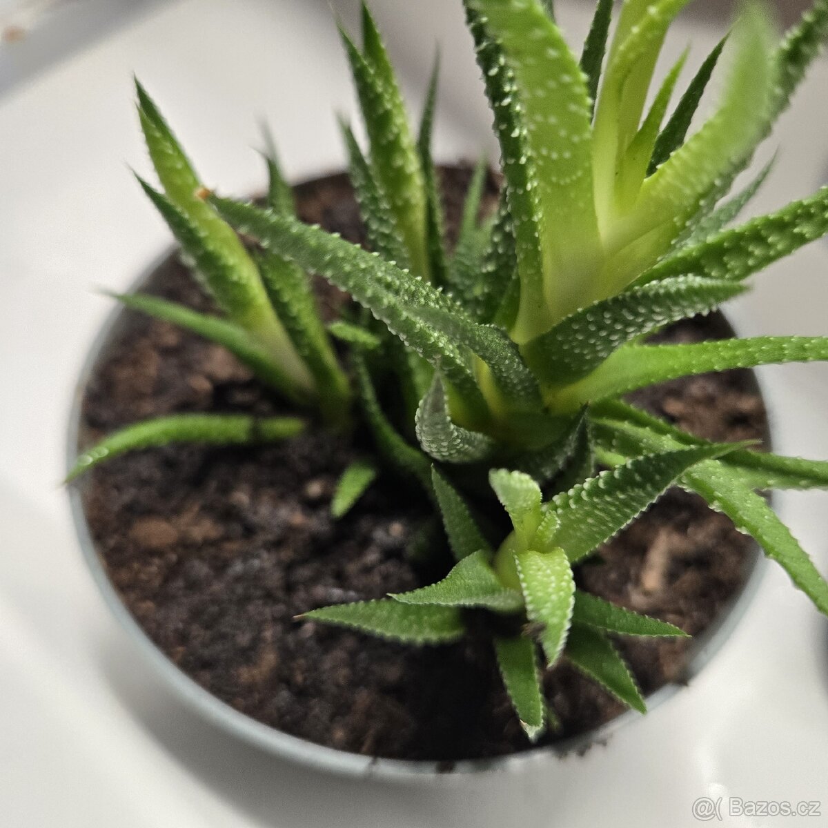 Haworthiopsis, trs - 2