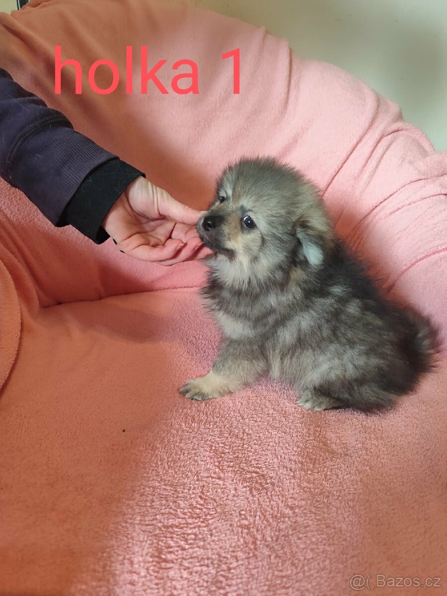 Špic pomeranian - 2
