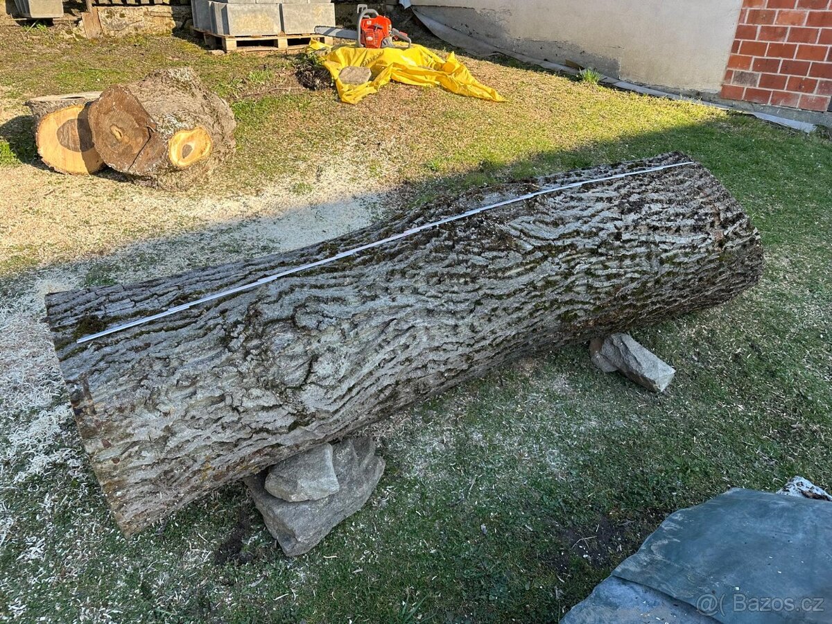 Prodám kmen ořechu - 2