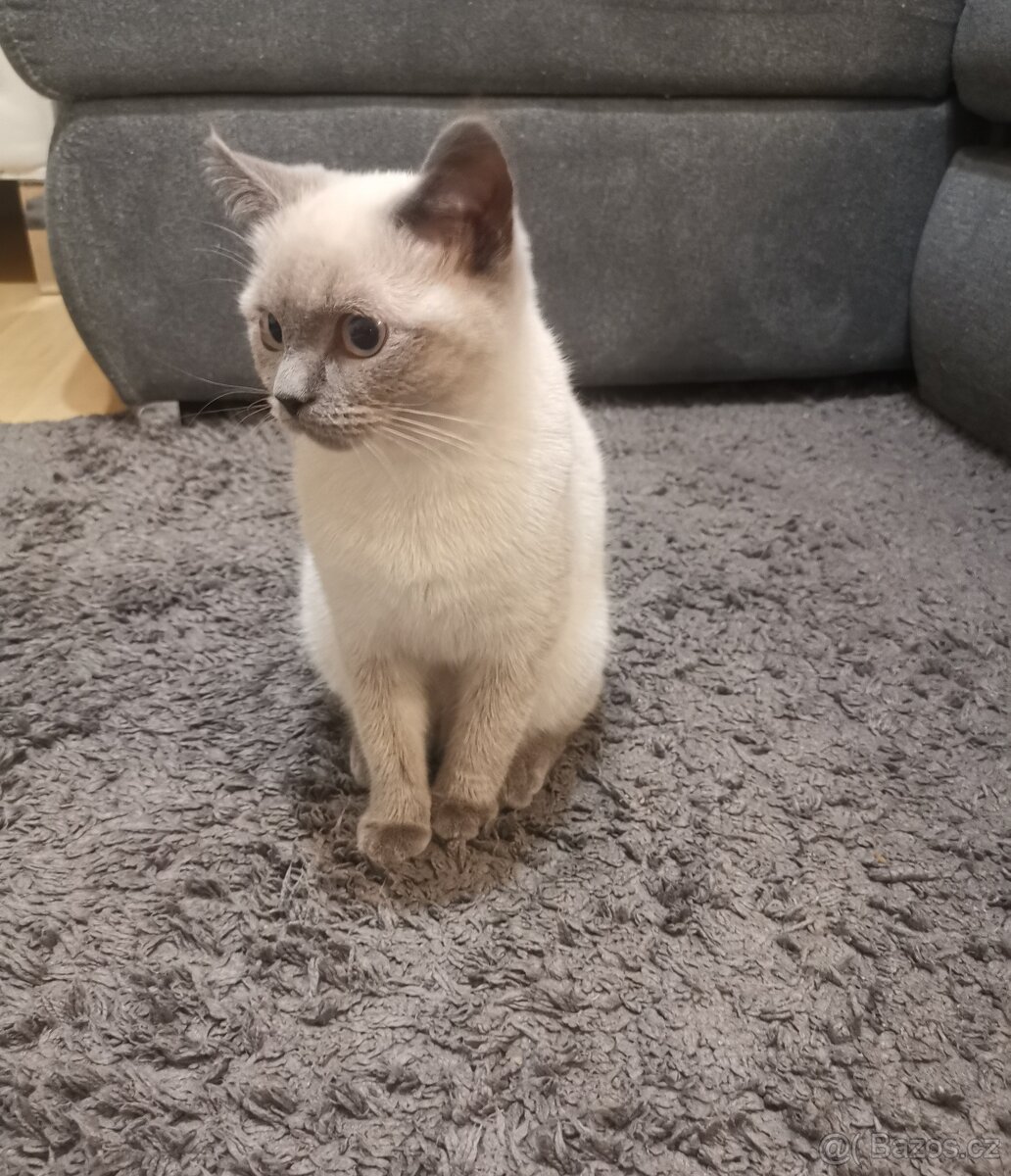 British Shorthair Blue Point - 2