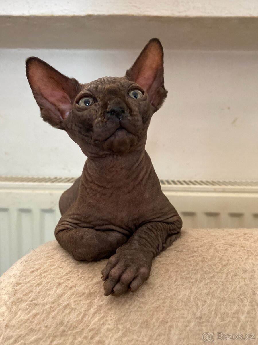 SPHYNX koťátko bez PP - 2