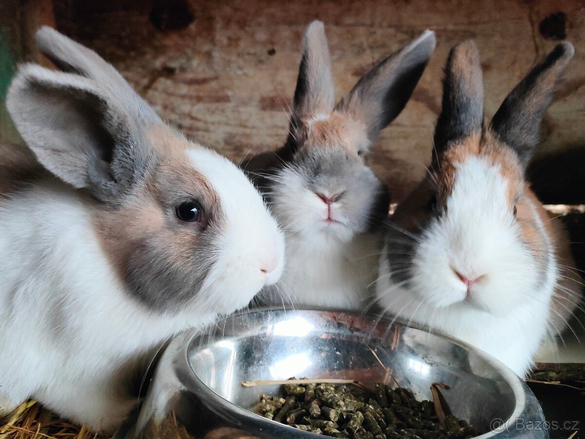 Holandský králík - 2