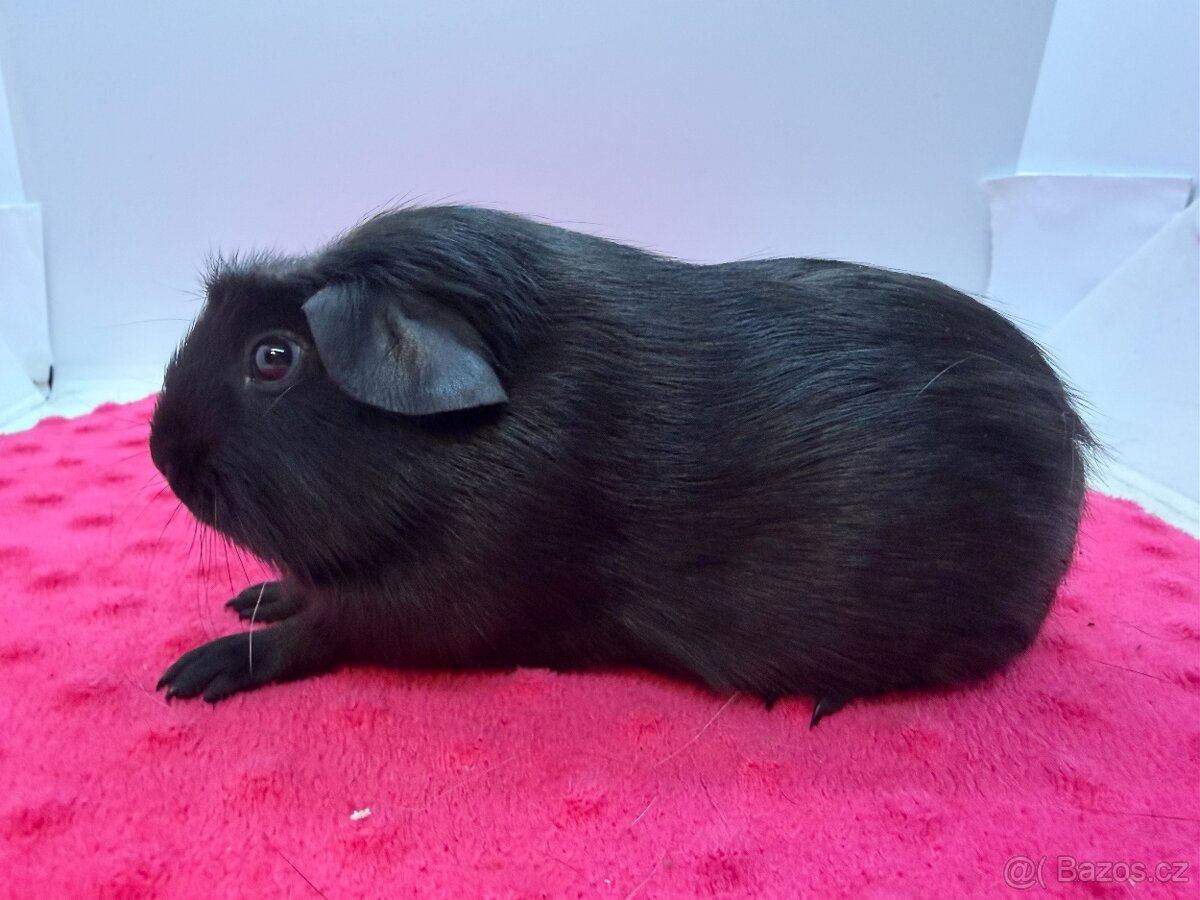 Morče crested samečci černí s PP - 2