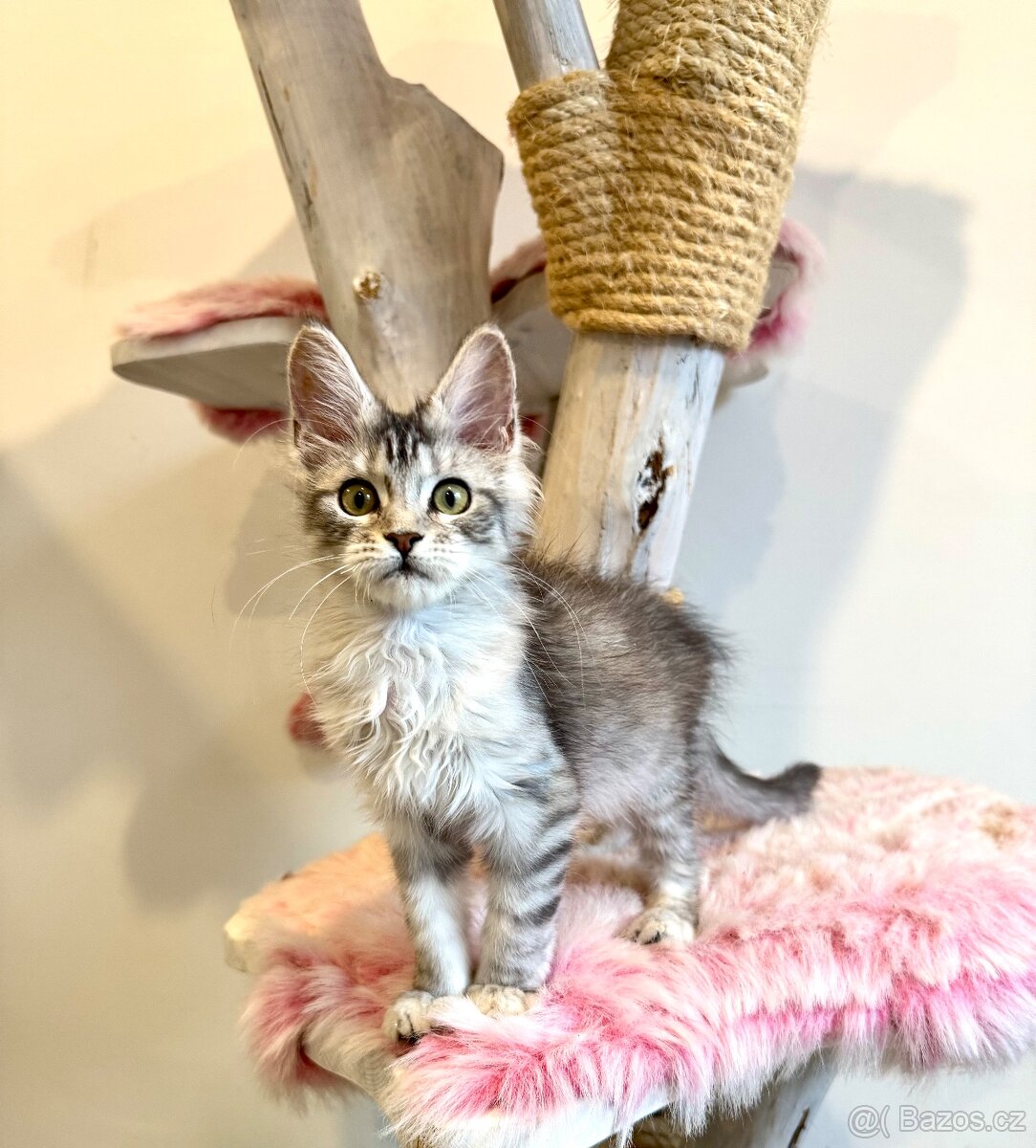 Mainská mývalí koťátka s PP - 2