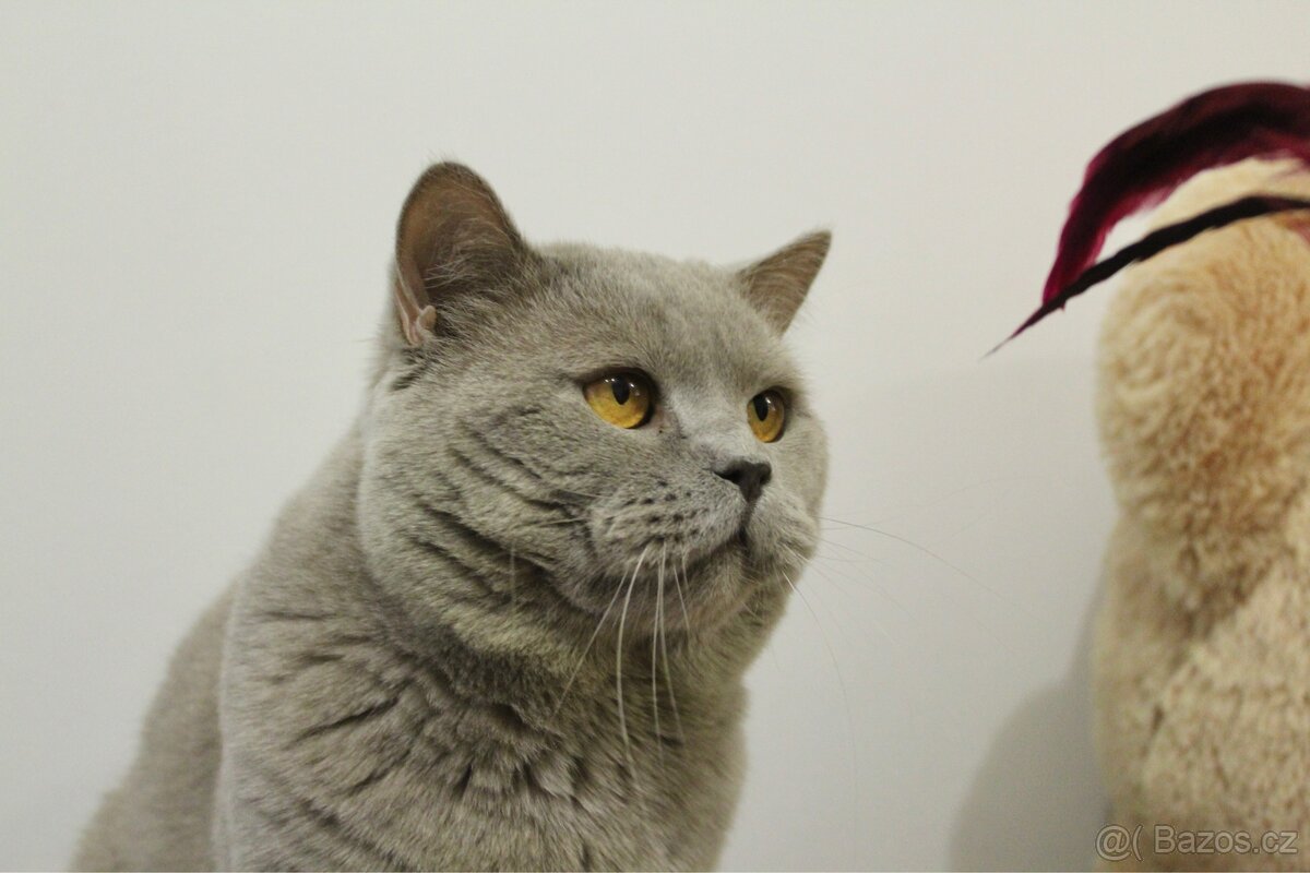 Britský kocour s PP - 2
