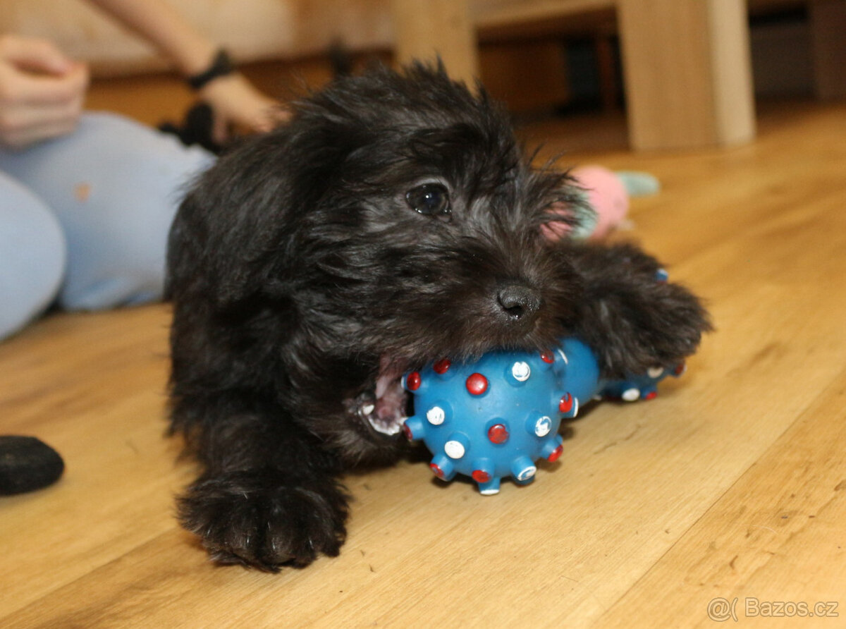 Peruánský naháč bez PP - 2