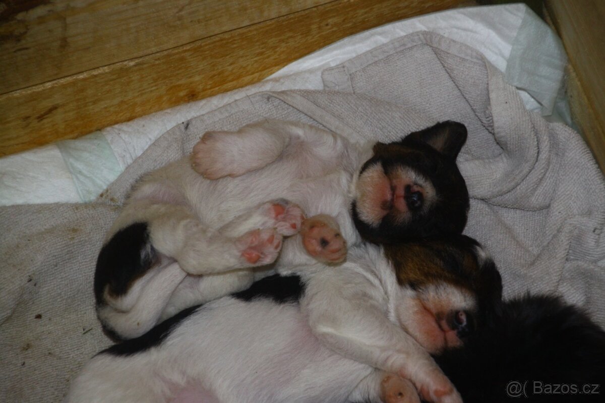 Foxterier drsnosrstý - 2