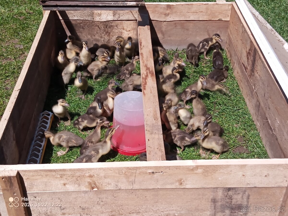 Indický běžec - 2