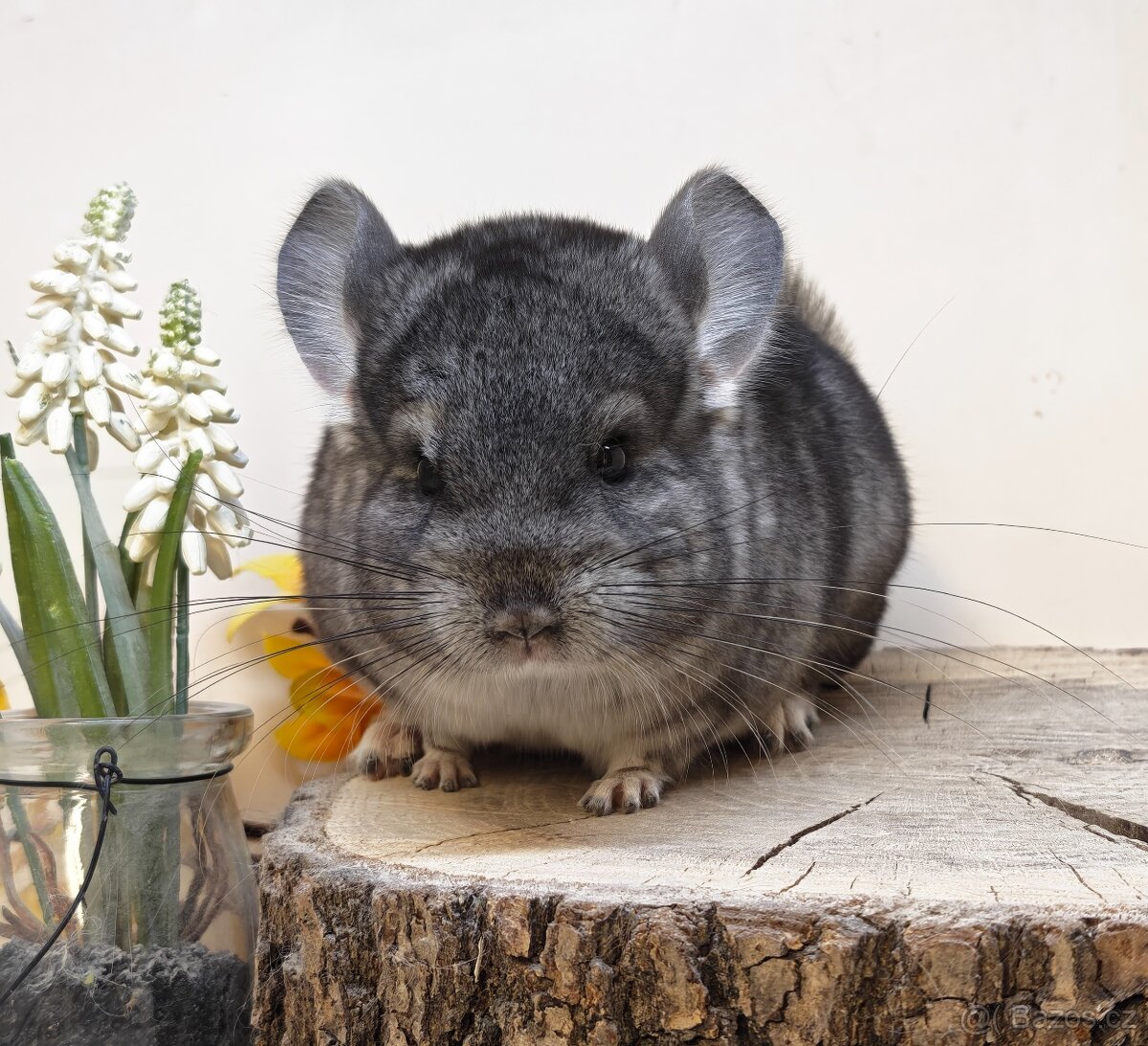 Činčila Standard Grey - 2