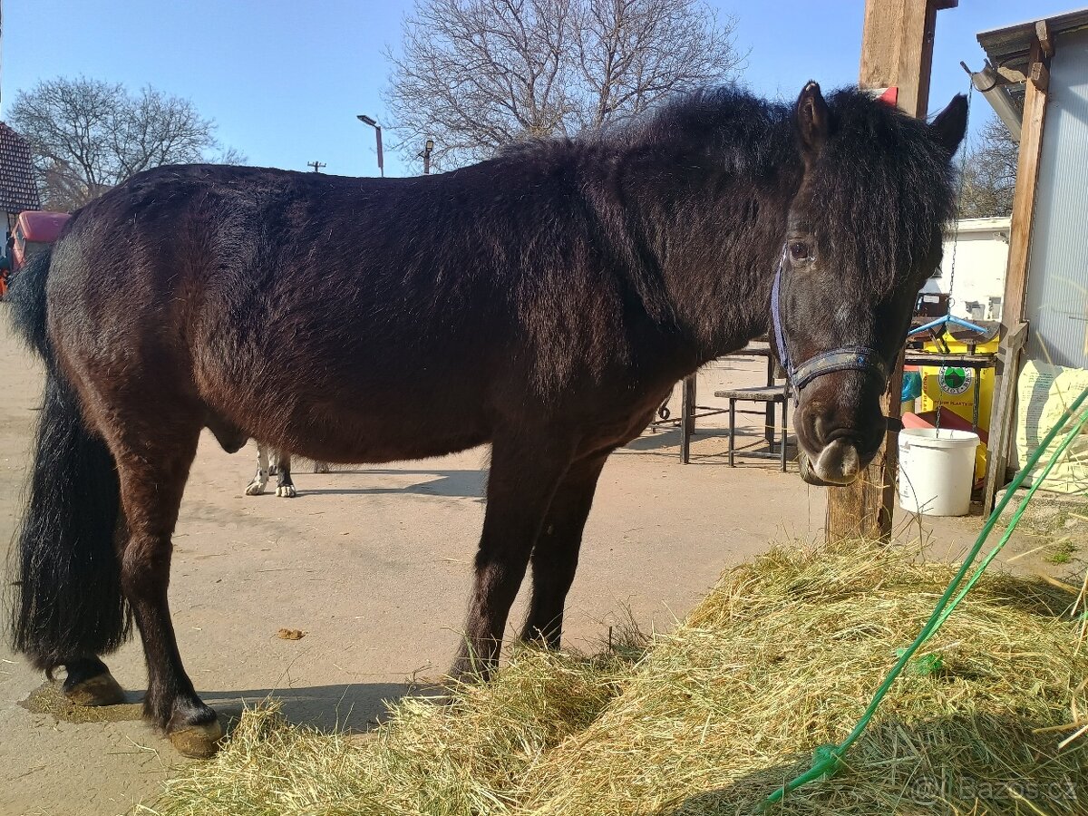 Pony valach - 2