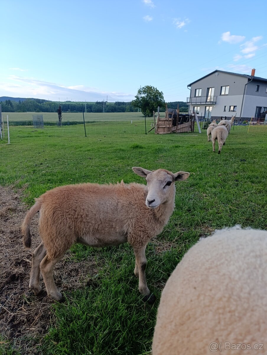 Texel x Kamerunka - 2