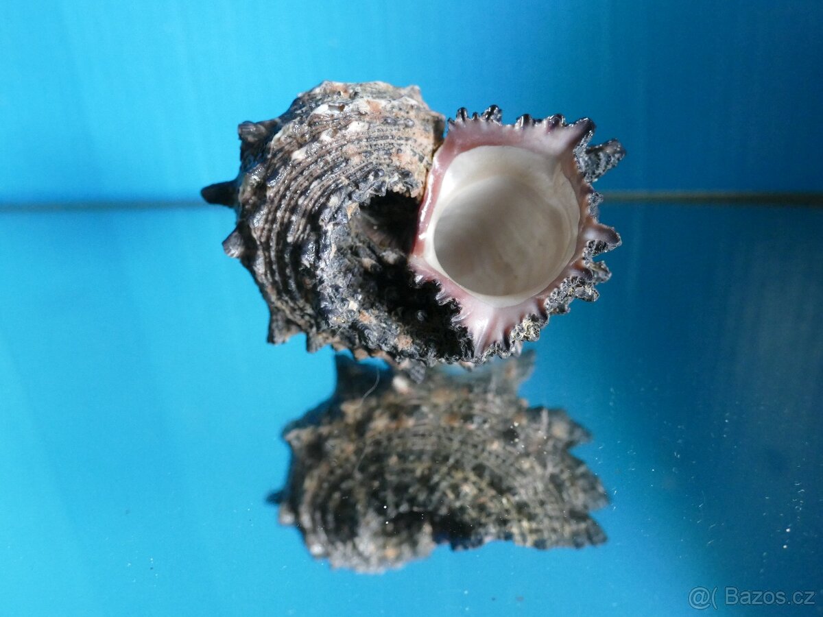 Angaria delphinus - 2