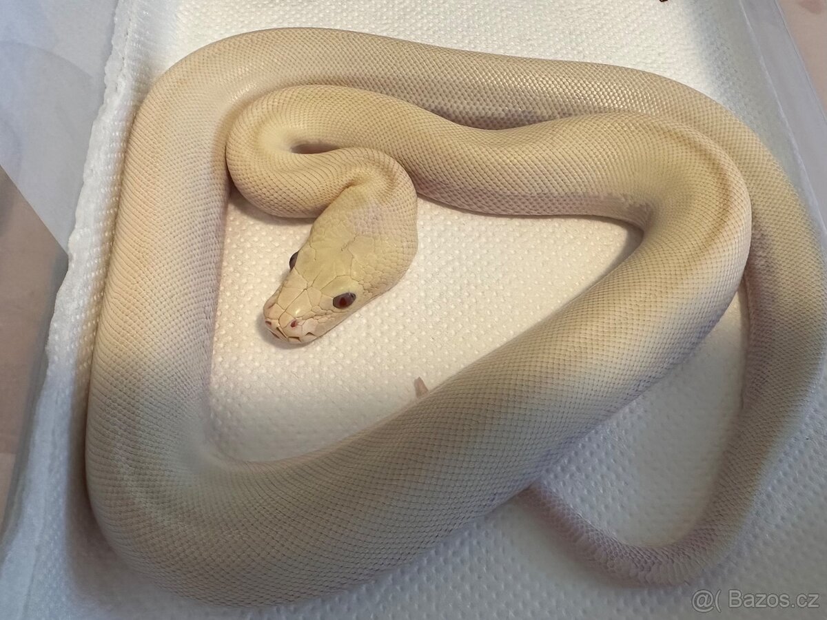 Burmese Python- Mláďata - 2