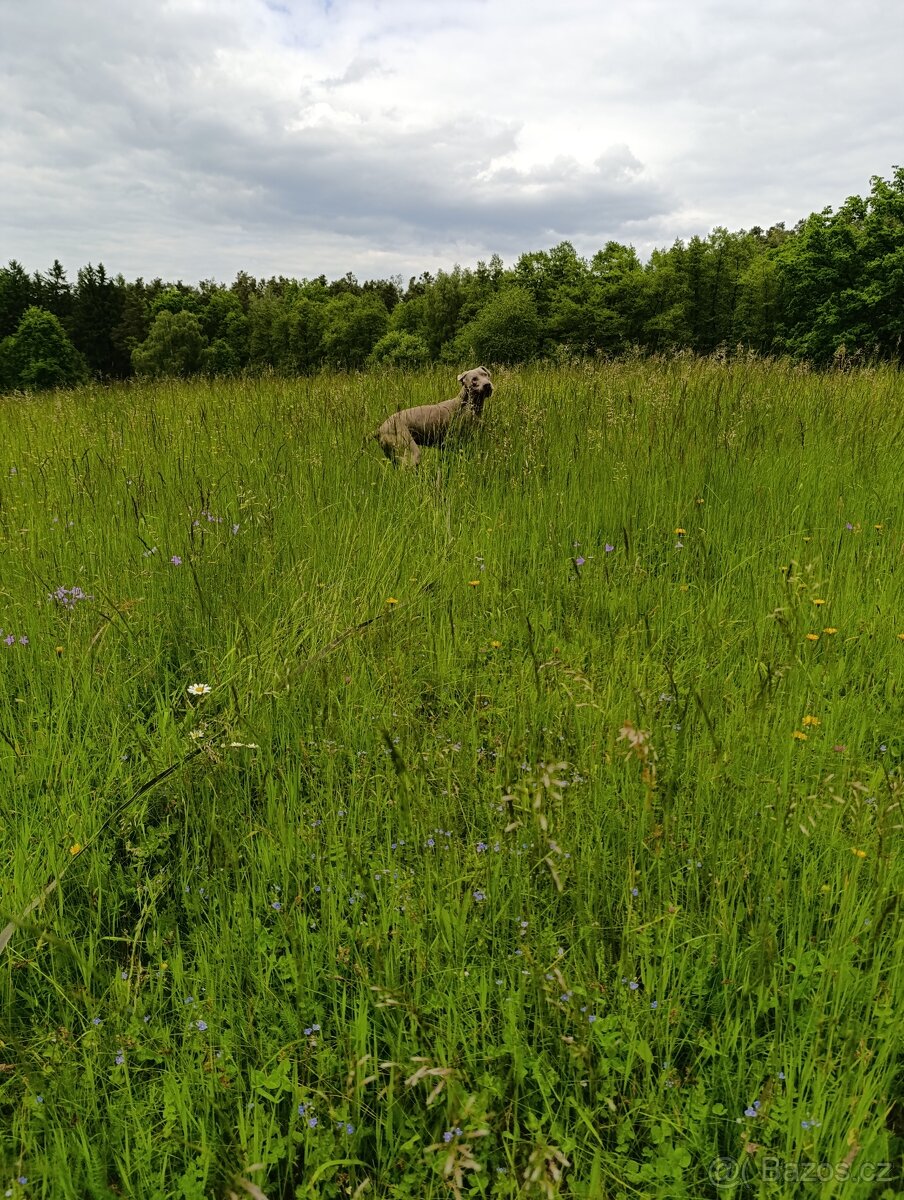 Výmarský ohař k adopci - 2