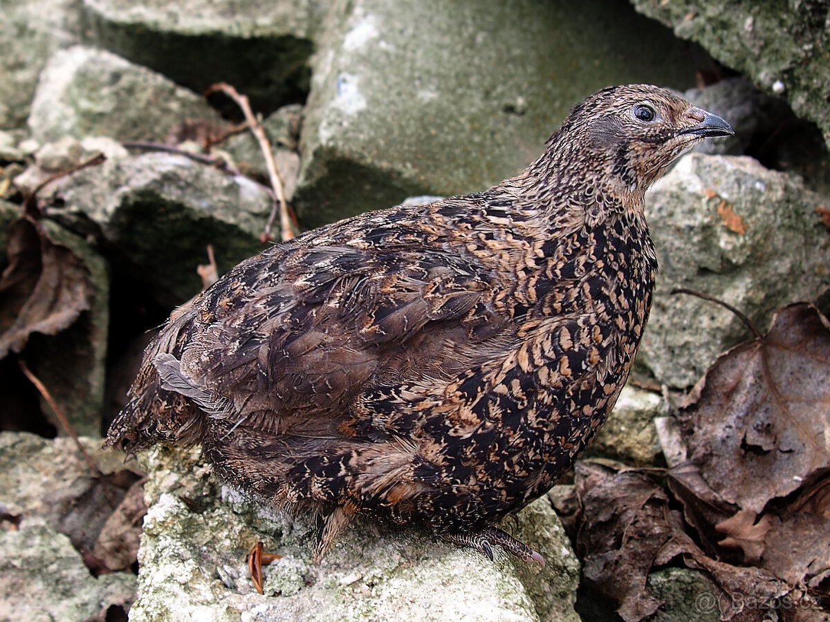 Anglická Černá křepelka - Vejce do líhně - SUPER KRÁSNÁ - 2
