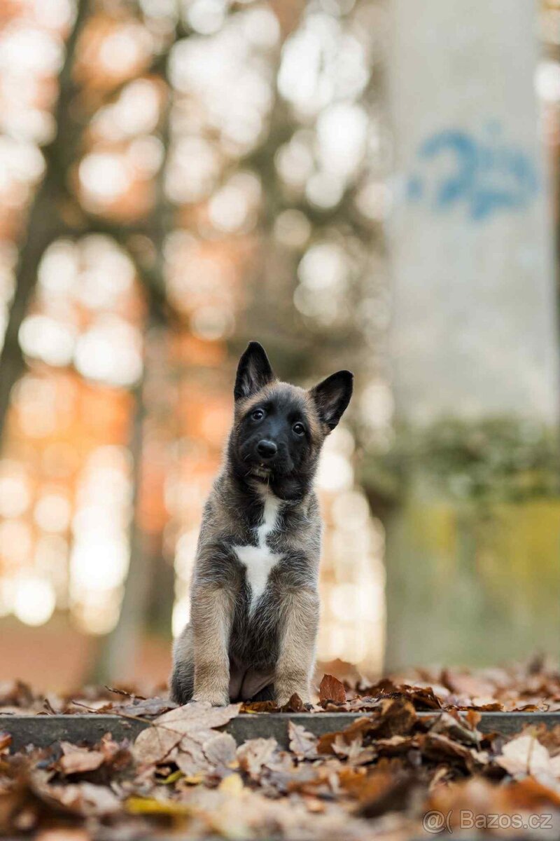 Štěňata Belgický ovčák MALINOIS - 2