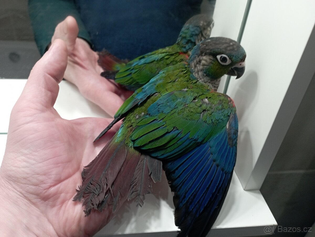 Pyrura rudobřicha ručně dokrmené Brno - 2
