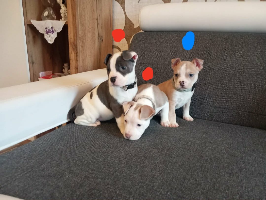 Stafordšírský bulteriér - 2