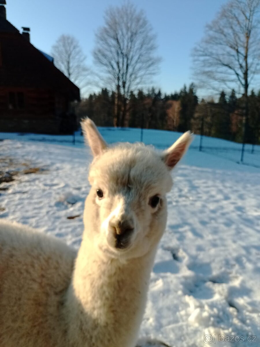 Lama alpaka - samec - 2