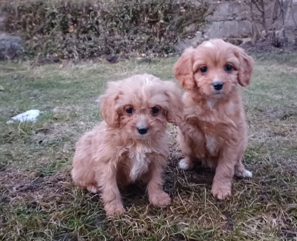 Cavapoo - 2