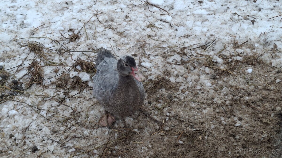 Kachna pižmová - 2